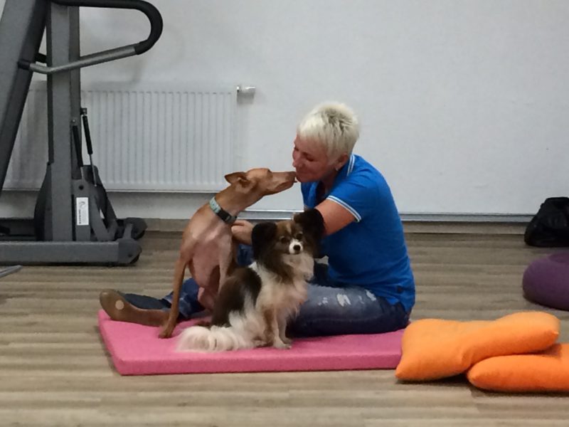 Therapiehund Dog For Fun Training