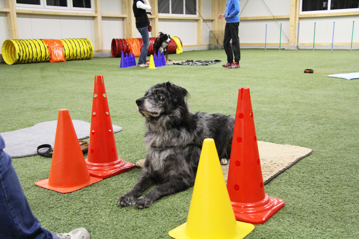 Dog for Fun Trainingshalle Training mit Leitkegel